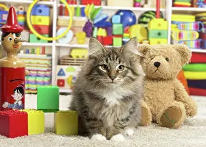 Toys: 80190641 Cat - Norwegian Forest Cat - with toys