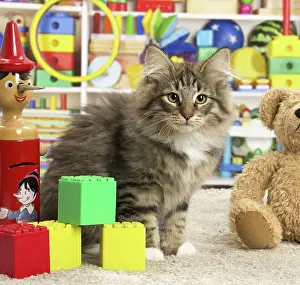 Toys: 80190642 Cat - Norwegian Forest Cat - with toys