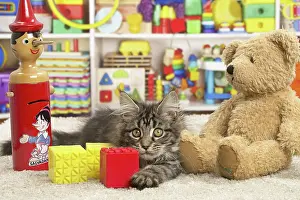 Coon: 80190644 Cat - Maine Coon - with toys and teddy