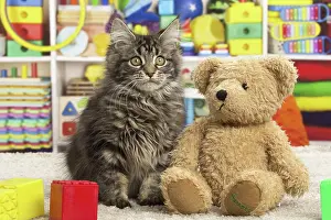 Coon: 80190646 Cat - Maine Coon - with toys and teddy