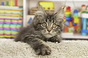 Coon: 80190647 Cat - Maine Coon Jean-Michel Labat All