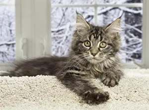 Coon: 80190648 Cat - Maine Coon Jean-Michel Labat All