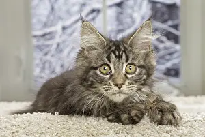 Coon: 80190649 Cat - Maine Coon Jean-Michel Labat All