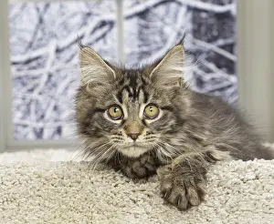 Coon: 80190650 Cat - Maine Coon Jean-Michel Labat All