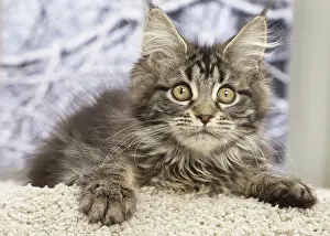 Coon: 80190651 Cat - Maine Coon Jean-Michel Labat All