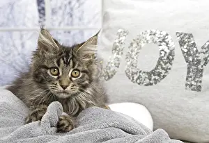 Coon: 80190652 Cat - Maine Coon Jean-Michel Labat All