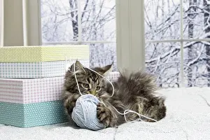 Coon: 80190653 Cat - Maine Coon Jean-Michel Labat All
