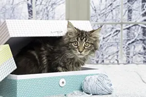 Coon: 80190654 Cat - Maine Coon Jean-Michel Labat All