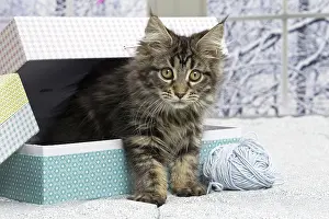 Coon: 80190655 Cat - Maine Coon Jean-Michel Labat All