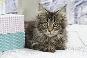 Coon: 80190656 Cat - Maine Coon Jean-Michel Labat All