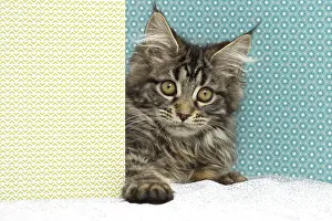 Coon: 80190657 Cat - Maine Coon Jean-Michel Labat All