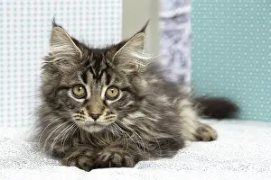 Coon: 80190659 Cat - Maine Coon Jean-Michel Labat All