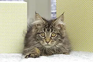 Coon: 80190660 Cat - Maine Coon Jean-Michel Labat All