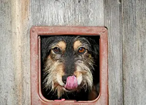 Opening: 80191147 Dog - Mongrel looking through cat flap