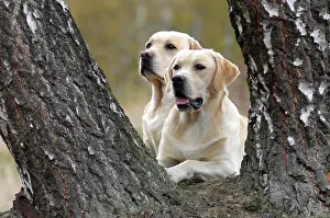 Imagebroker: 80191167 Dog - Yellow Labrador Retriever A3 Imagebroker