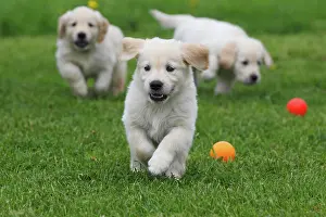 Ball: 80191189 Dog - Golden Retriever - puppies A3 Imagebroker