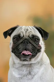 Panting: 80191273 Dog - Pug A3 Imagebroker All images are