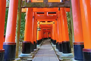 Gates: 80191434 Red torii gate tunnel at Fushimi Inari