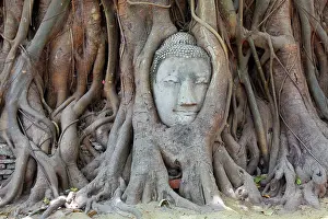 Roots: 80191446 The head and face of Buddha in the roots