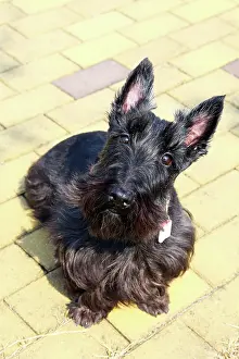 Scotties: 80191476 Black Scottish Terrier - Scottie Dog Paul