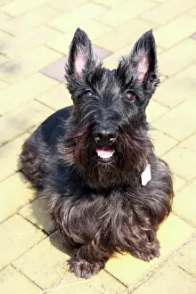 Pricked: 80191477 Black Scottish Terrier - Scottie Dog Paul