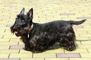 Scotties: 80191478 Black Scottish Terrier - Scottie Dog Paul