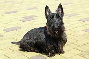 Scotties: 80191479 Black Scottish Terrier - Scottie Dog Paul
