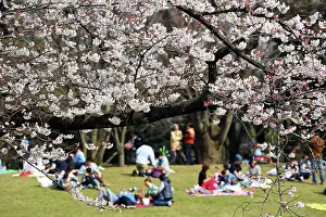 Sakura: 80191496 People picnic as the first Japanese Cherry