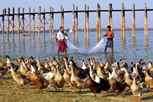 Bridges: 80191501 Fishermen fishing with a net and ducks
