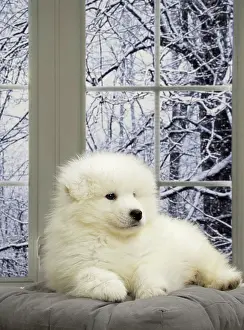 Samoyede: 80191562 Dog - Samoyede puppy Jean-Michel Labat