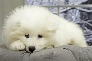 Samoyede: 80191563 Dog - Samoyede puppy Jean-Michel Labat
