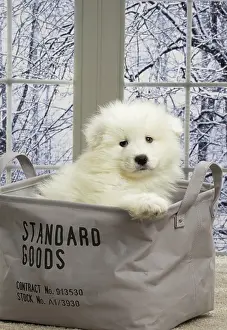 Samoyede: 80191564 Dog - Samoyede puppy Jean-Michel Labat
