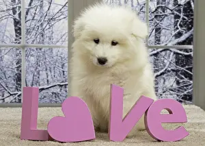 Samoyede: 80191565 Dog - Samoyede puppy Jean-Michel Labat