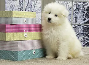 Samoyede: 80191566 Dog - Samoyede puppy Jean-Michel Labat