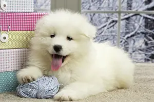 Samoyede: 80191567 Dog - Samoyede puppy Jean-Michel Labat