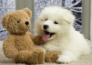 Samoyede: 80191568 Dog - Samoyede puppy Jean-Michel Labat