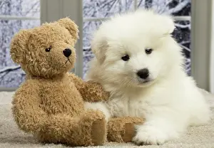 Samoyede: 80191569 Dog - Samoyede puppy Jean-Michel Labat