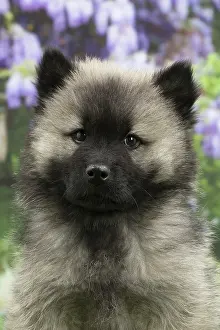 Eurasier: 80191571 Dog - Eurasier / Eurasian puppy Jean-Michel