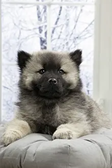 Eurasier: 80191572 Dog - Eurasier / Eurasian puppy Jean-Michel