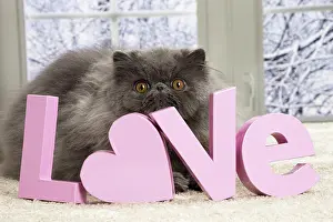 Letters: 80191597 Cat - Blue Persian with love letters Jean-Michel