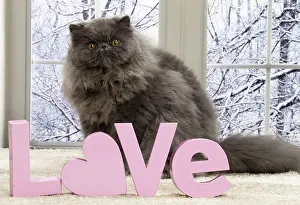 Letters: 80191598 Cat - Blue Persian with love letters Jean-Michel