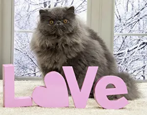 Letters: 80191599 Cat - Blue Persian with love letters Jean-Michel