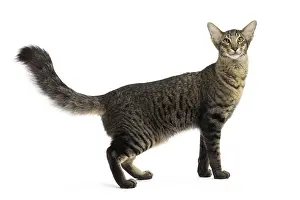 Mandarin: 80191600 Cat - Mandarin Jean-Michel Labat All images