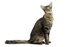 Mandarin: 80191601 Cat - Mandarin Jean-Michel Labat All images