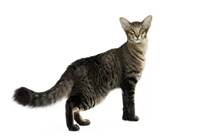Mandarin: 80191603 Cat - Mandarin Jean-Michel Labat All images