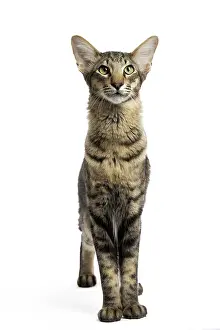 Mandarin: 80191605 Cat - Mandarin Jean-Michel Labat All images