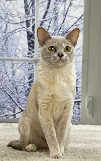Burmese: 80191644 Cat - Burmese Jean-Michel Labat All images