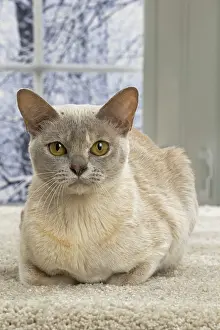 Burmese: 80191645 Cat - Burmese Jean-Michel Labat All images