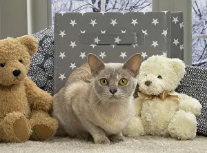 Teddy: 80191650 Cat - Burmese - with teddy bear Jean-Michel