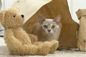 Teddy: 80191660 Cat - Burmese - with teddy bear Jean-Michel